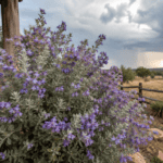 Cenizo Benefits blog image featuring a blooming South Texas cenizo bush with silvery-green leaves and purple flowers beside a rustic ranch porch, with storm clouds and rain in the distance to show the rain-predicting Texas sage plant.