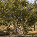 Texas Persimmon Benefits blog image featuring a mature female Texas persimmon tree on a South Texas property with smooth pale bark, small dark purple-black native persimmon fruit added to the branches, and a wooden bowl of harvested Texas persimmons in the foreground.